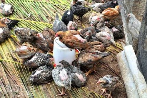 Hỗ trợ sinh kế - Chìa khóa giảm nghèo bền vững