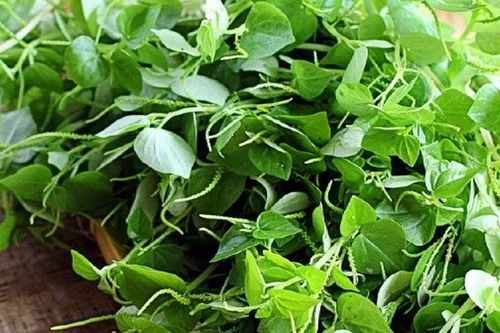 Nghe tên tưởng rau dại 'khó nuốt', nhưng giúp đẹp da, thanh lọc cơ thể, vườn nhà ai có rau này thì cực quý
