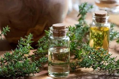 Gợi ý mẹo diệt kiến ba khoang hiệu quả, an toàn cho nhà cao tầng, chung cư
