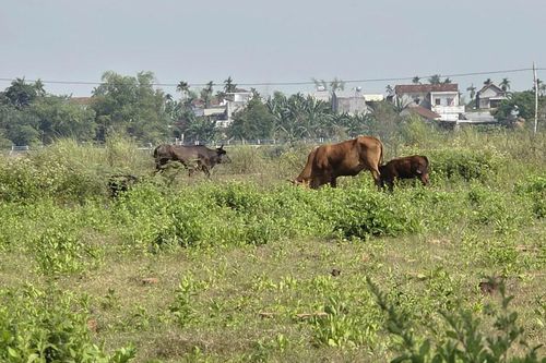 Công trình hơn 185 tỷ làm gần 1 thập kỷ không xong, thành nơi chăn thả bò