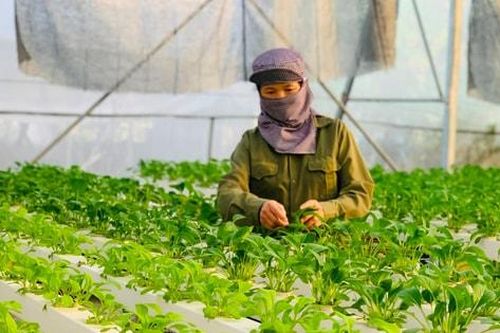 Hà Nội siết chặt an toàn thực phẩm vùng rau tập trung: Minh bạch nguồn gốc, nâng cao giá trị nông sản