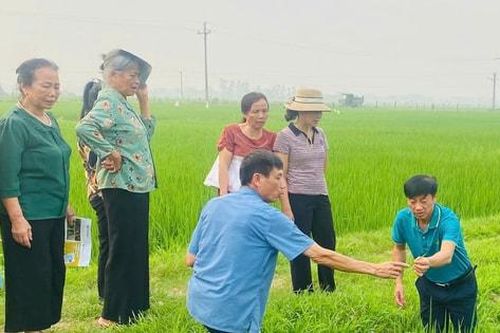 Giữ màu xanh trên cánh đồng Ứng Thiên