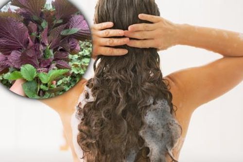 Rụng tóc nhiều, tham khảo một loại lá sẵn có là bí quyết kích thích mọc tóc con