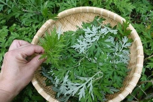Loại thảo dược tốt như thuốc bổ, người Việt trồng đầy vườn