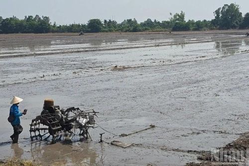 An Giang: Khuyến cáo vụ hè thu 2026 tập trung xuống giống nhóm lúa chất lượng cao, đạt tiêu chuẩn xuất khẩu