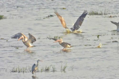 Đồng Tháp: Nhiều loài chim quý hiếm trở lại Tràm Chim