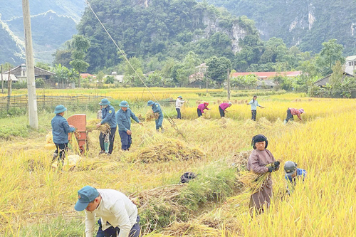Lặng thầm 'sao vuông'