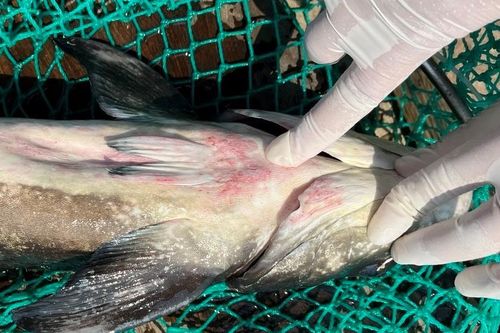 Cá bớp chết hàng loạt ở Lý Sơn, người nuôi thiệt hại nặng