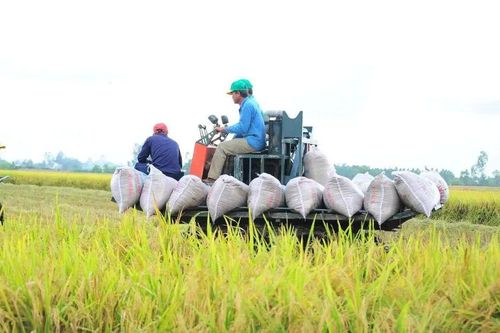 Một doanh nghiệp nợ các hợp tác xã ở Cà Mau 14 tỷ đồng tiền mua lúa