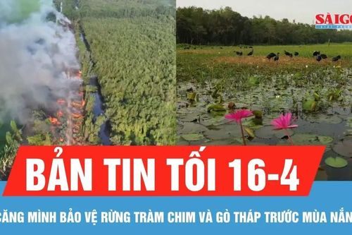 Bản tin tối 16-4: Căng mình bảo vệ rừng Tràm Chim và Gò Tháp trước mùa nắng