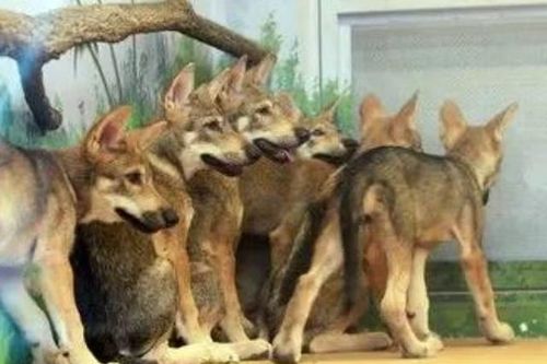 Sói đào tẩu khỏi vườn thú, hơn 250 người vất vả đi tìm