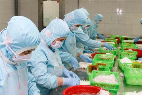 Doanh nghiệp xuất khẩu tôm 'cầu cứu'