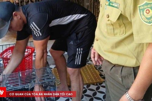 Giải cứu khỉ mặt đỏ mắc bẫy, bàn giao về Trung tâm Cứu hộ Bạch Mã