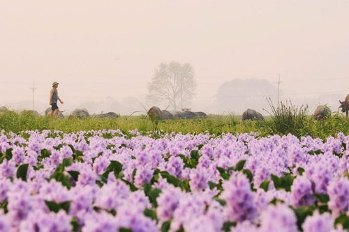 Hoa lục bình ở ngoại ô Hà Nội nở rộ, khách đi 16km tới chụp ảnh, đón hoàng hôn