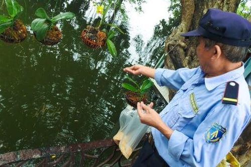 Người đàn ông 'gõ tín hiệu' gọi cả đàn cá kéo về giữa hồ Trúc Bạch