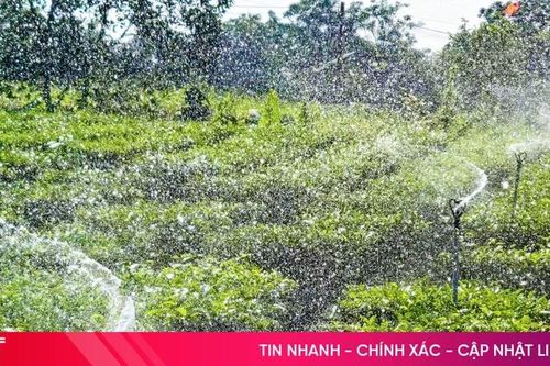 Nông dân Kỳ Văn chống hạn cho cây chè