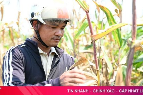 Ở nơi nóng nhất Hà Tĩnh: Lúa cháy lá, ngô khô héo