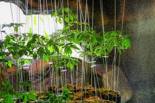 Nâng tầm giá trị ngành dược liệu Việt Nam trên bản đồ quốc tế