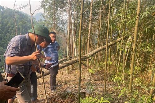 Khẩn trương kiểm soát châu chấu gây hại mùa màng