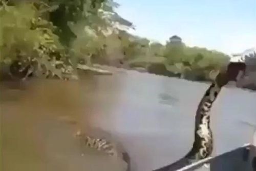 Bất chấp nguy hiểm, nhóm ba người truy đuổi trăn Anaconda dài 5,2 mét trên sông