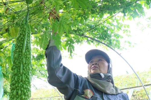 Phụ nữ Túy Loan giữ nhịp sống xanh cho làng rau sạch