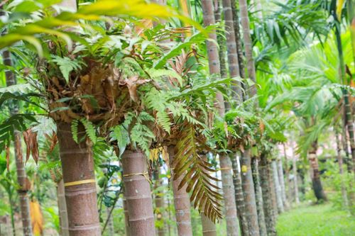 Trồng dược liệu 'leo' thân cau: Mở lối kinh tế xanh từ triền đồi xứ Thanh