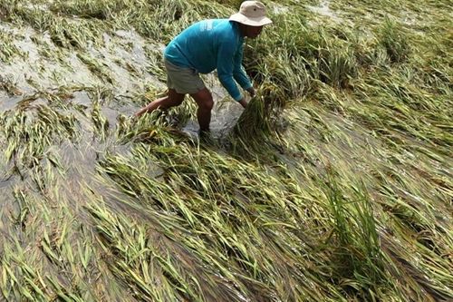 ASEAN: Tăng cường tài chính rủi ro khí hậu hỗ trợ cho nông nghiệp phát triển