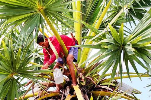 Nhọc nhằn lấy nước mật trên cao