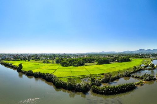 Nông dân Núi Thành hồi sinh những cánh đồng hoang
