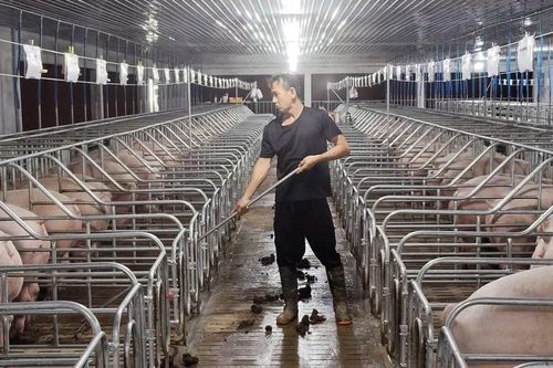 Kiểm soát mật độ chăn nuôi để phát triển bền vững