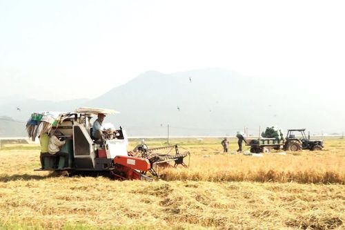 Quý I/2026, thu ngân sách xã Vạn Ninh đạt hơn 187% kế hoạch