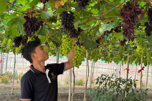 Nâng cao giá trị kinh tế trang trại