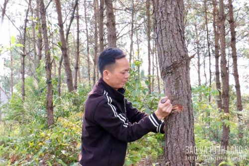 Khuất Xá vươn lên từ rừng