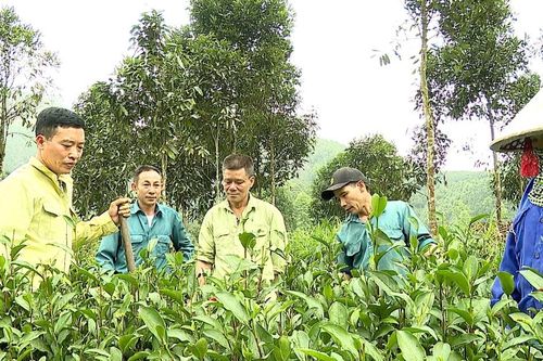 Hướng đi bền vững cho cây chè