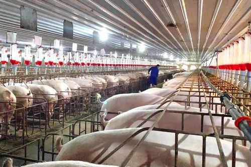 Phát triển chăn nuôi theo hướng bền vững
