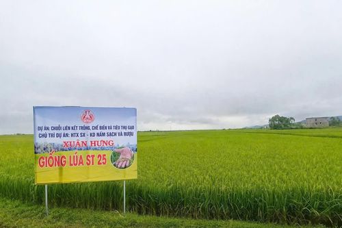 Sản xuất theo đơn đặt hàng: Mở hướng đi bền vững cho nông sản