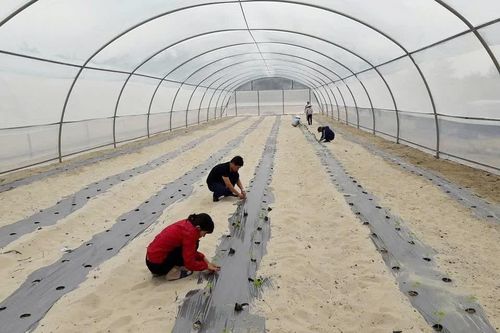 Loay hoay phát triển nông nghiệp ứng dụng công nghệ cao