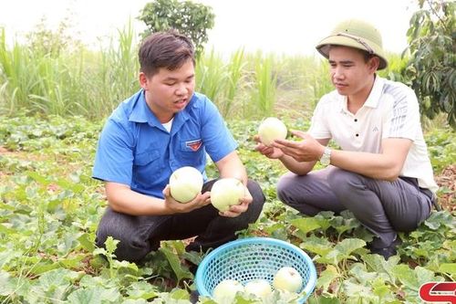 Vào mùa dưa lê Yên Châu