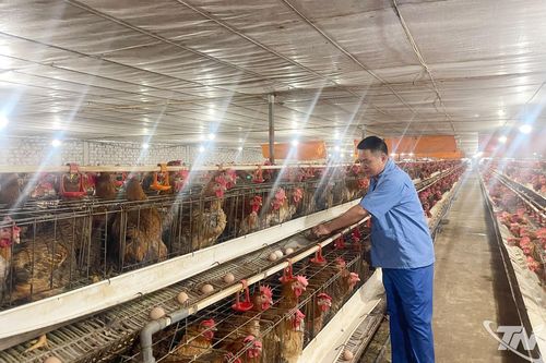 Phát triển chăn nuôi bền vững