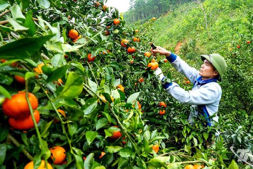 Khơi dậy nội lực nông dân trong sản xuất, kinh doanh