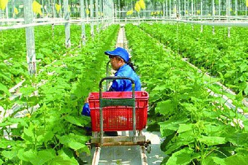 Bảo hiểm sẽ thay đổi tư duy sản xuất nông nghiệp