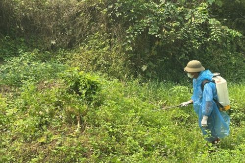 Xuất hiện ổ dịch châu chấu tại phường Tân Giang, xã Canh Tân
