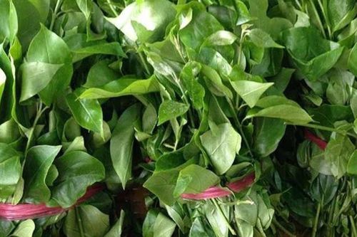 Rau rừng mọc hoang nay thành 'vàng xanh' vừa giàu dinh dưỡng vừa là vị thuốc, giá hàng trăm ngàn/kg