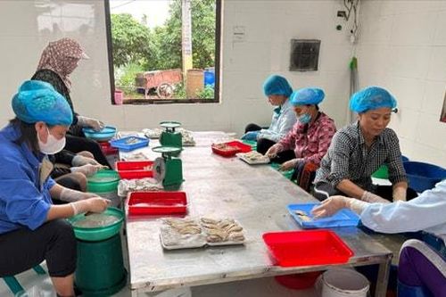 Hòa Xá: Từ 'hạt nhân' mô hình đến bài toán phát triển nông nghiệp hàng hóa bền vững