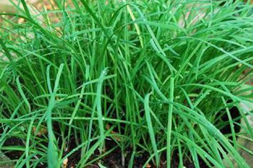 Cách dùng lá hẹ giải độc cơ thể và bảo vệ gan