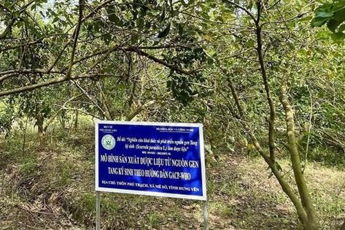 Dược liệu Việt Nam: Lợi thế vàng và cơ hội bứt phá trong kỷ nguyên công nghệ