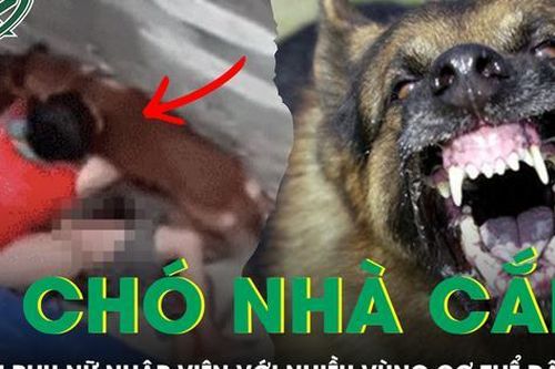Cụ bà 72 tuổi nhập viện với nhiều vùng cơ thể dập nát vì bị chó becgie nặng 30kg cắn xé