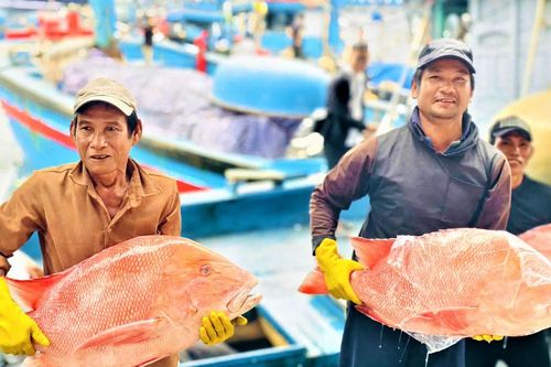 Ngư dân Quảng Ngãi trúng đậm lộc biển