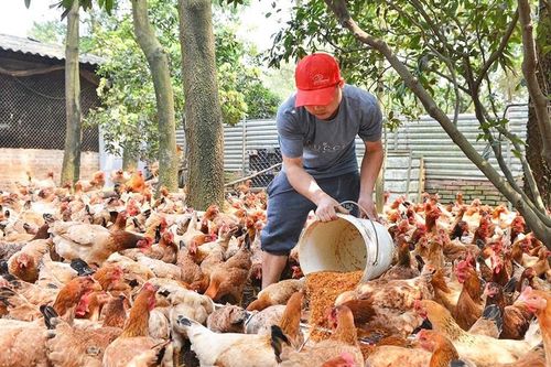 Ngành chăn nuôi trước nhiều áp lực