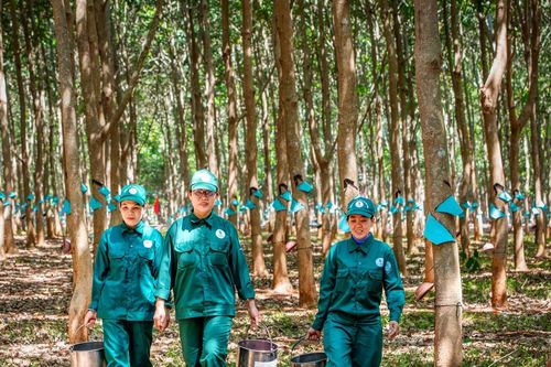 Ngành cao su Việt Nam hướng tới doanh thu 50.000 tỷ đồng/năm